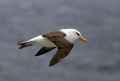 Чернобровый альбатрос фото (Thalassarche melanophris) - изображение №64 onbird.ru.<br>Источник: www.greglasley.net